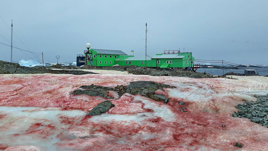 В Антарктиді сніг зацвів зеленим та малиновими кольорами