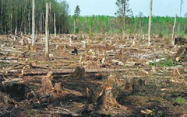 На Житомирщині правоохоронцями виявлена незаконна розтрата державних лісових ресурсів