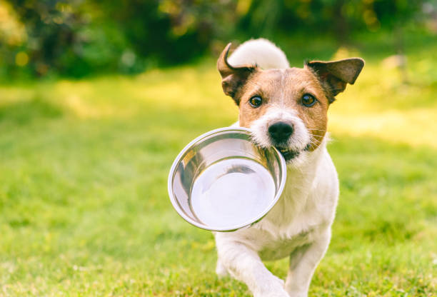 Листопад знижок у E-Zoo: якісні корми для собак за суперціною!