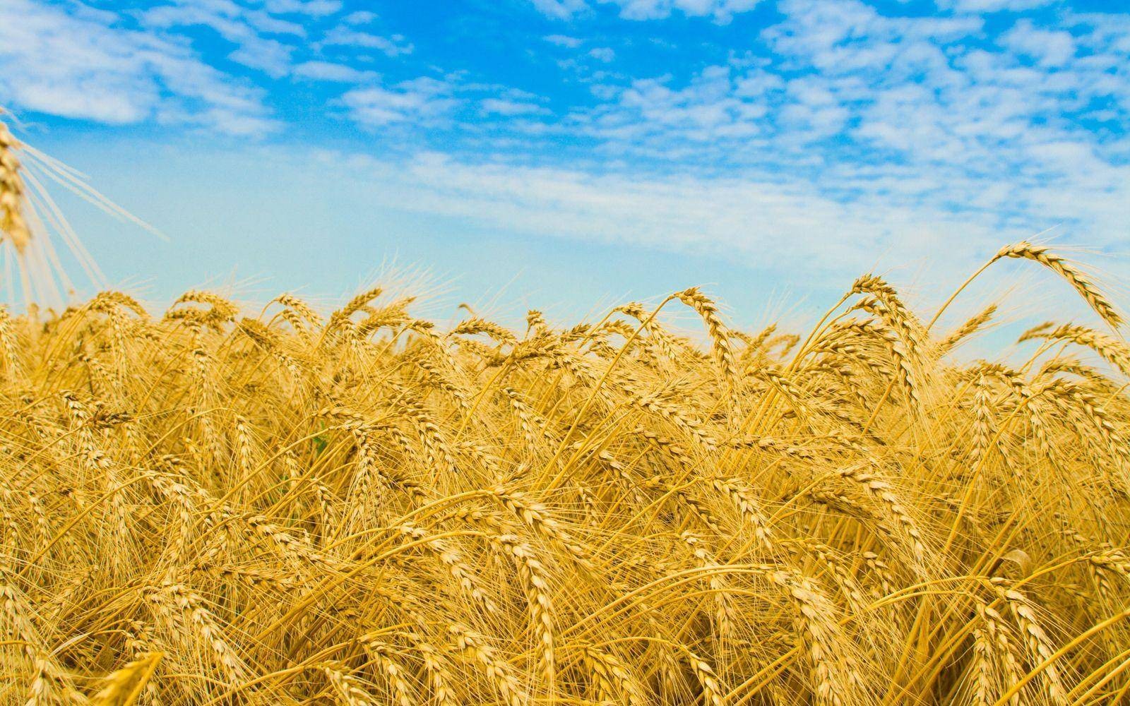 США виділять $68 млн на закупівлю української пшениці - Блінкен