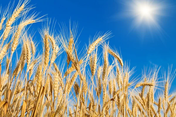 Україна у серпні експортувала майже 2 мільйони тонн зернових