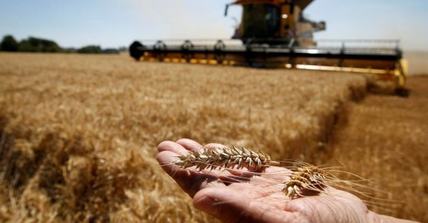 Україна призупиняє експорт зерна до Польщі