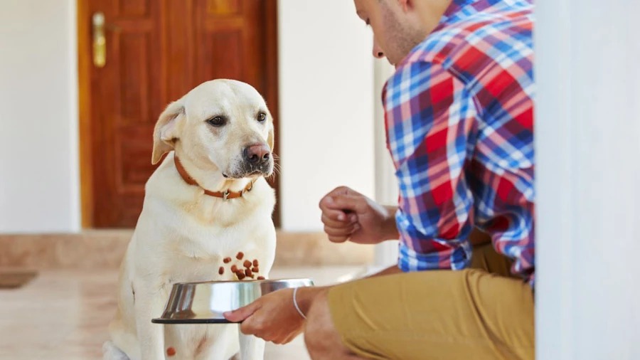 Происхождение корма Purina Pro Plan для собак: качество, надежность, гарантия 
