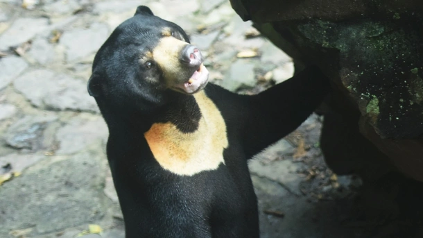China Zoo Responds to Claims of Bear Being a Person in a Costume